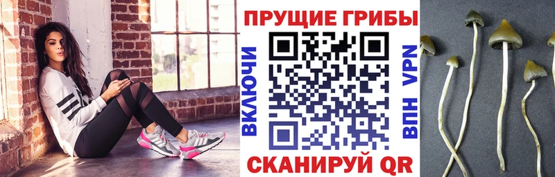 Псилоцибиновые грибы Cubensis Кондопога